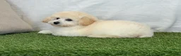 Bichpoo dogs for sale: Kylie  - Ad 5