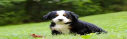 Bernese Mountain Dog dogs for sale: Jolene - Ad 6