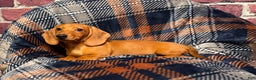 Miniature Dachshund dogs for sale: Lilly  - Ad 2