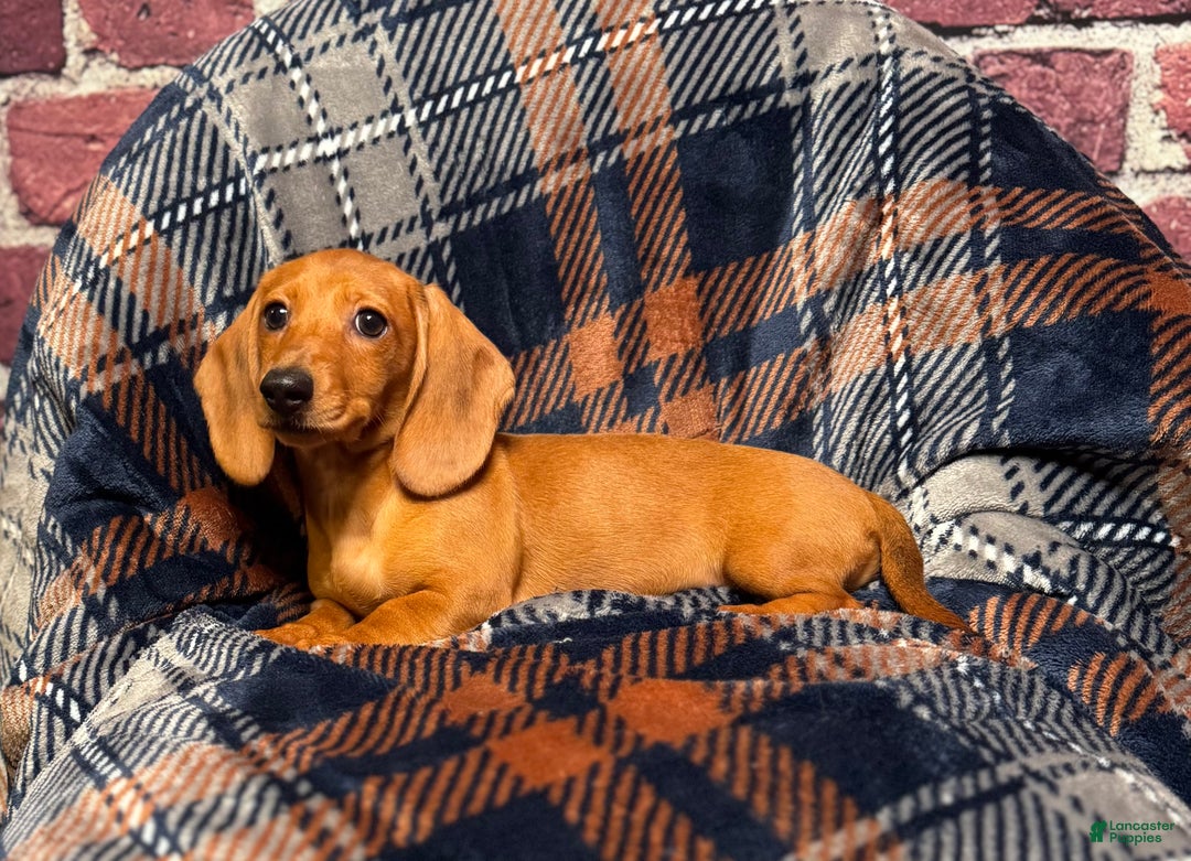 Miniature Dachshund dogs for sale: Lilly  - Ad 2