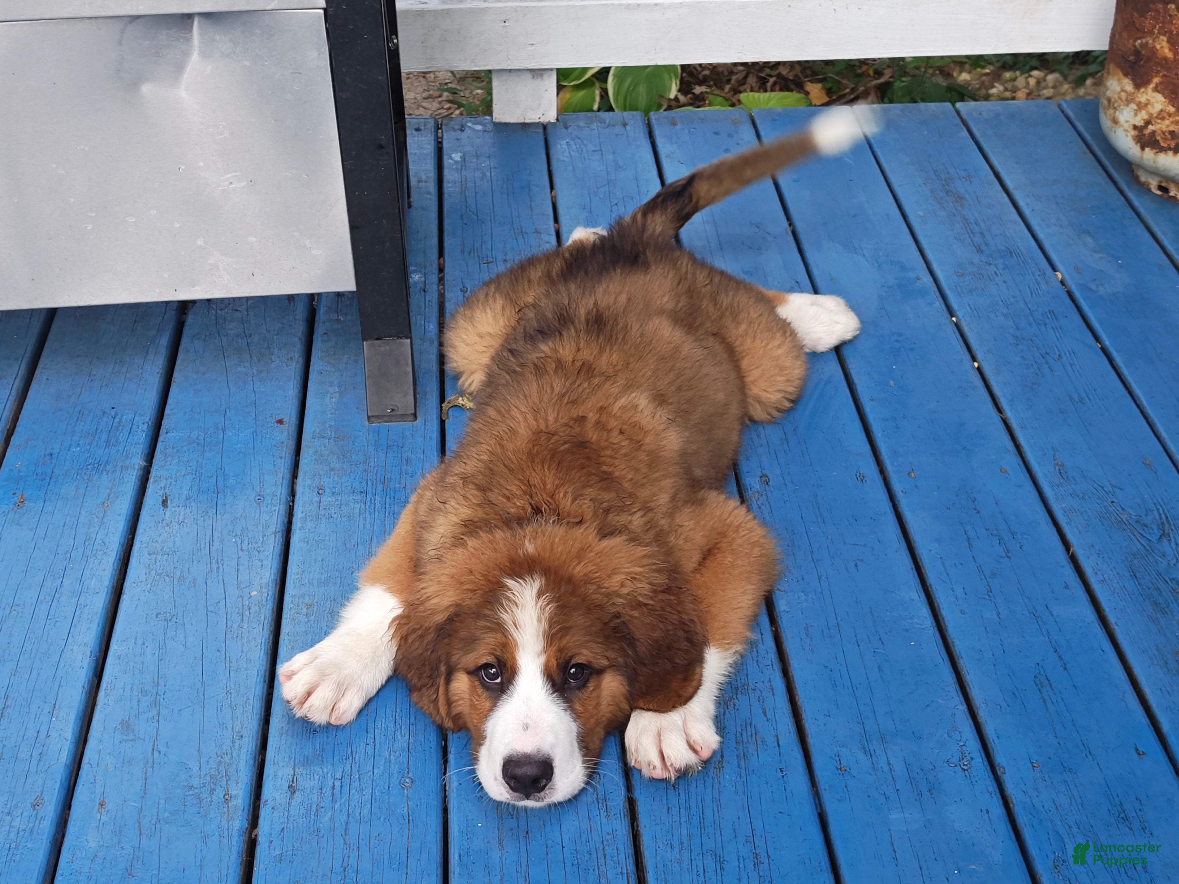 Mixed Breed dogs for sale: Moose - Ad 2