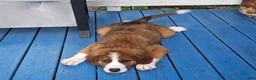 Mixed Breed dogs for sale: Moose - Ad 1