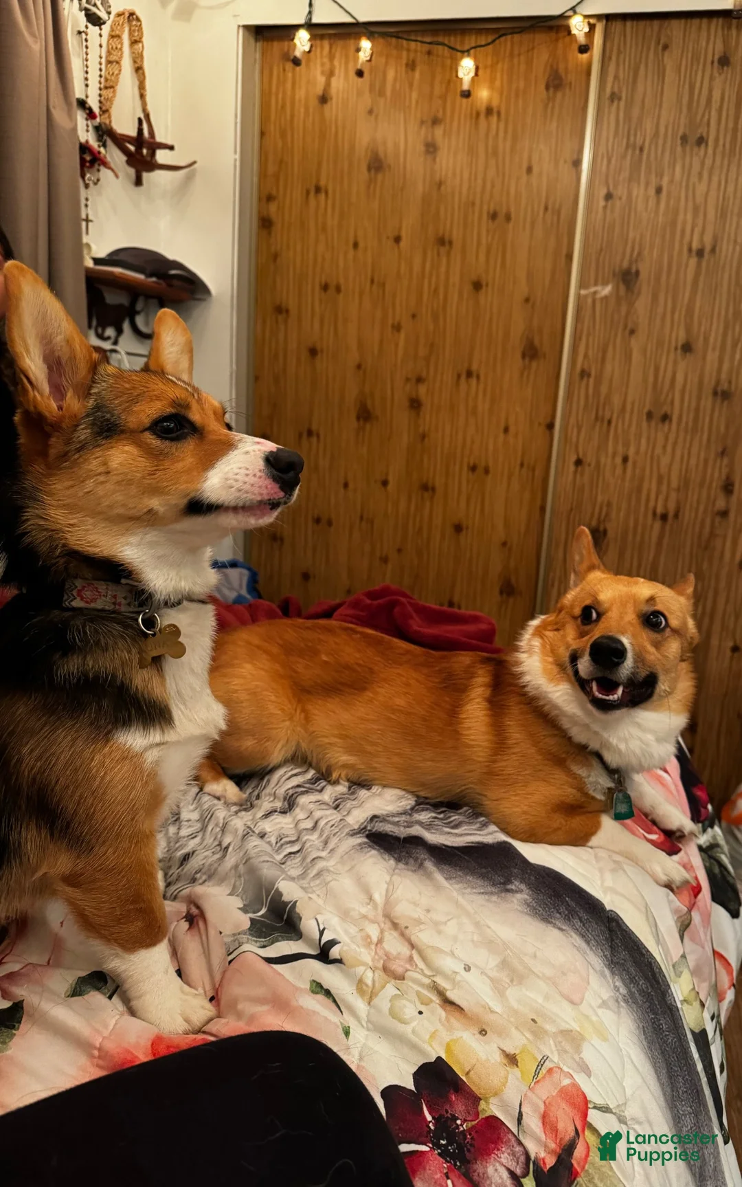 Welsh Corgi Pembroke dogs for sale: Welsh Corgi Pembroke 2 - Ad 2