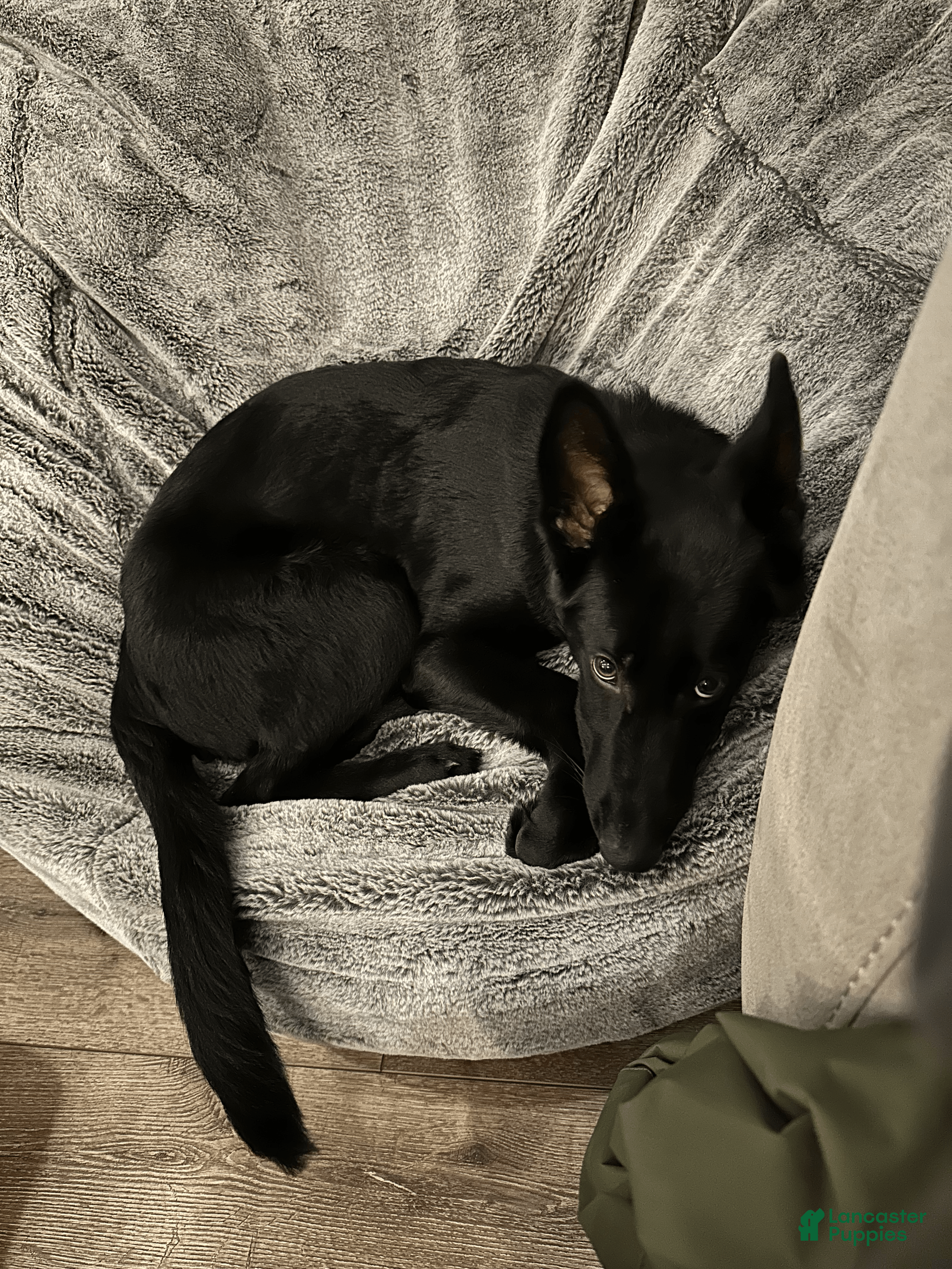 German Shepherd dogs for sale: German Shepherd Puppy 1: Aristotle - Ad 1