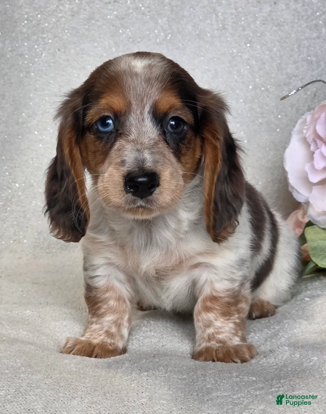 Miniature Dachshund dogs for sale: Rascal - Ad 2