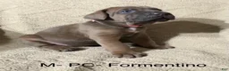 Cane Corso dogs for sale: Pink - Ad 2
