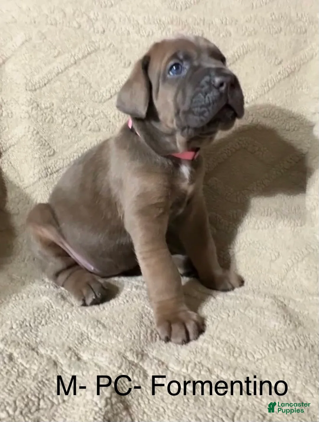 Cane Corso dogs for sale: Pink - Ad 2