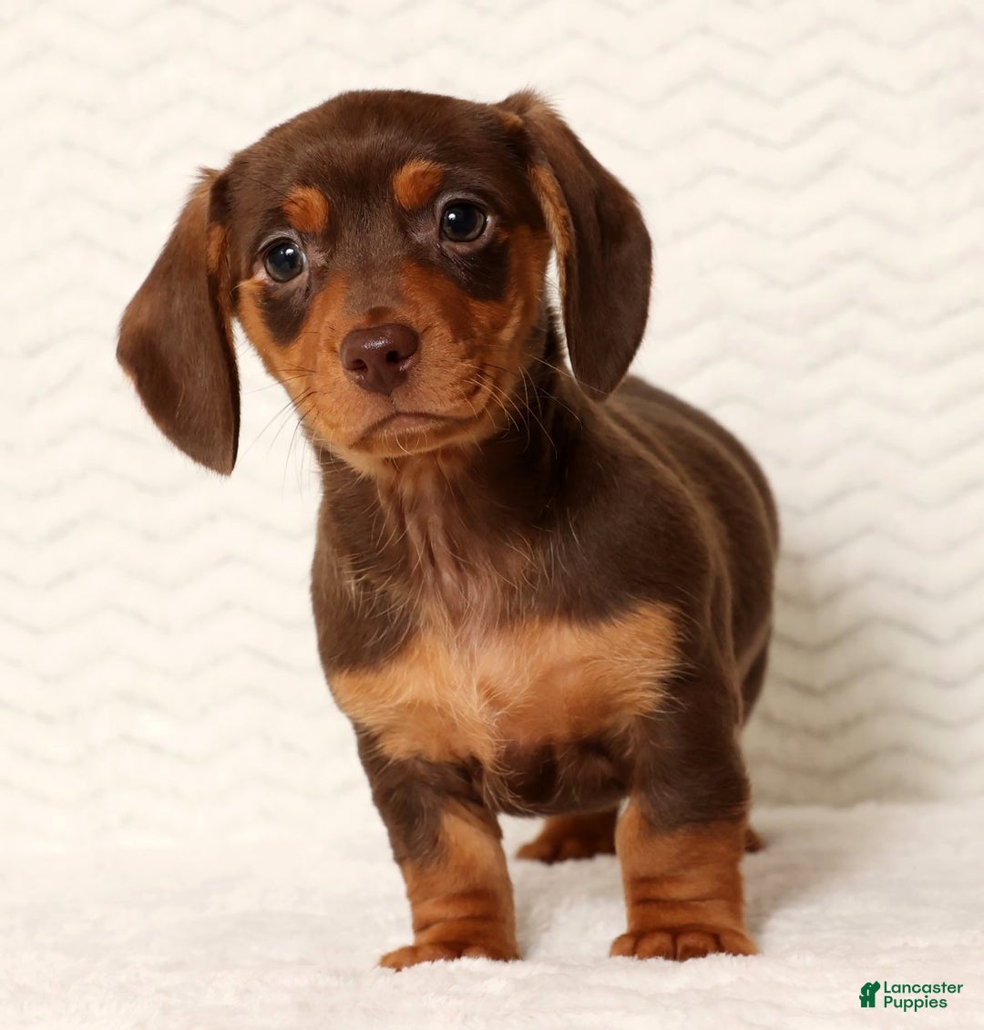 Miniature Dachshund dogs for sale: Remi - Ad 3