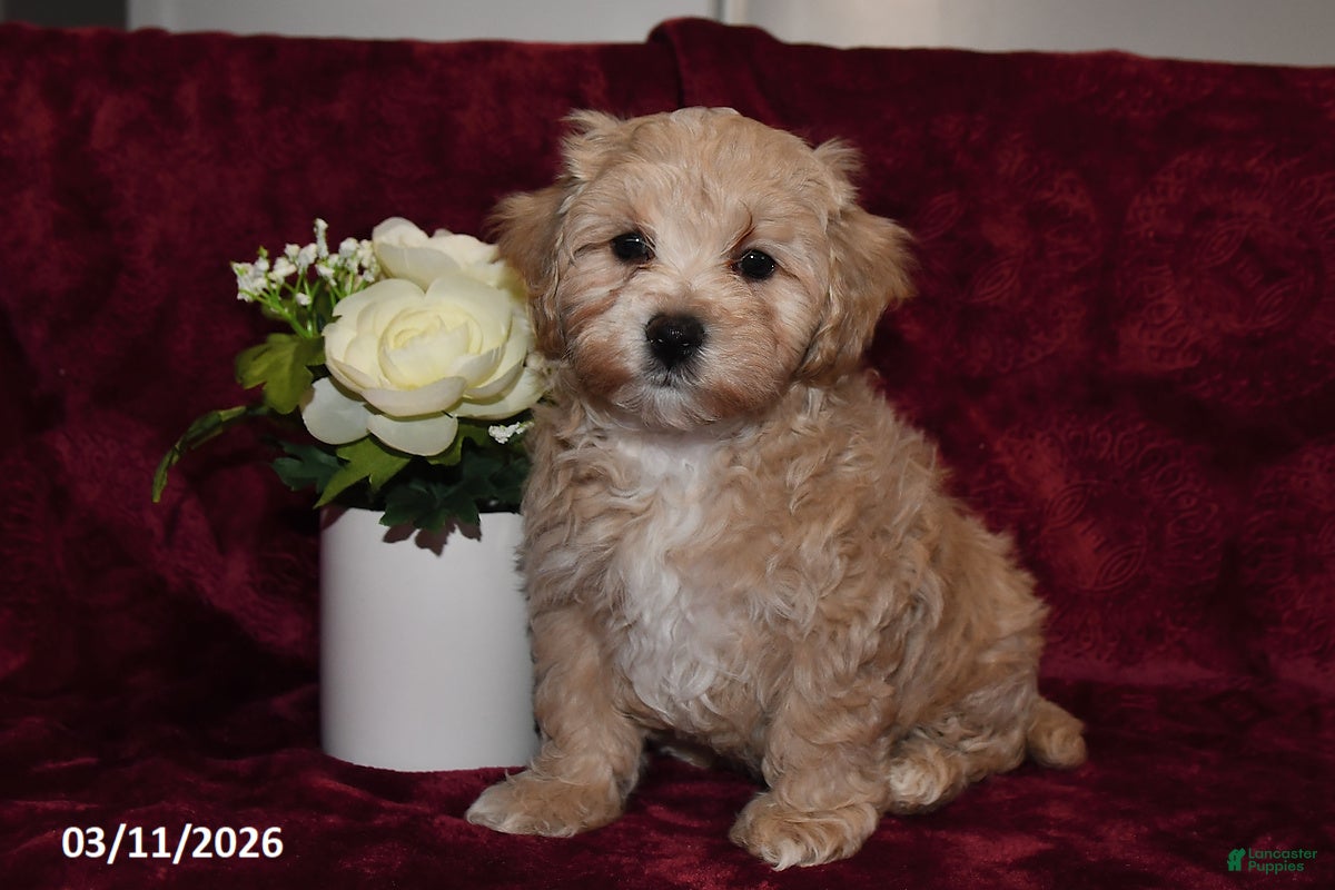 Maltipoo dogs Cash - Ad 2
