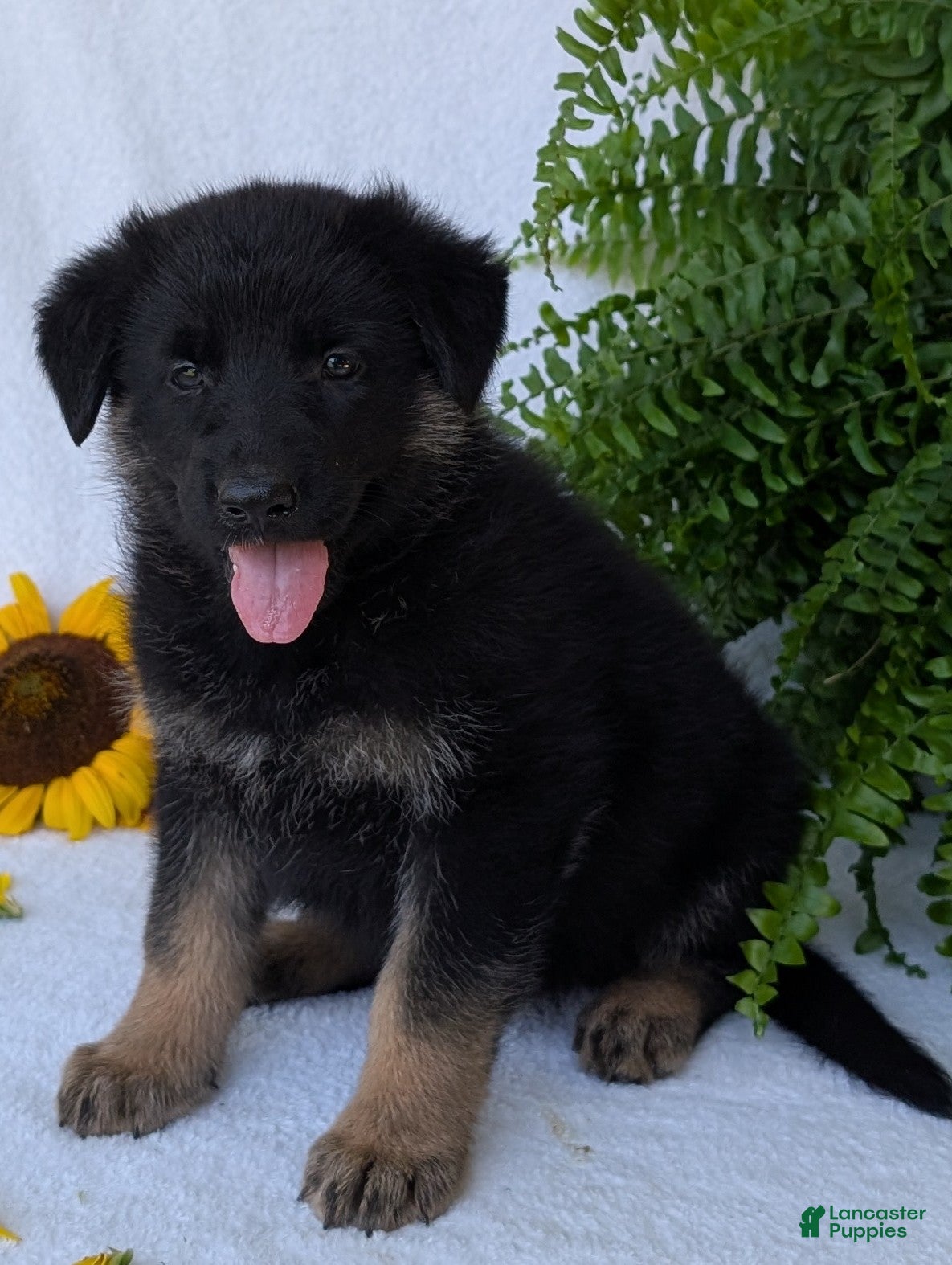 German Shepherd dogs Dani - Ad 1