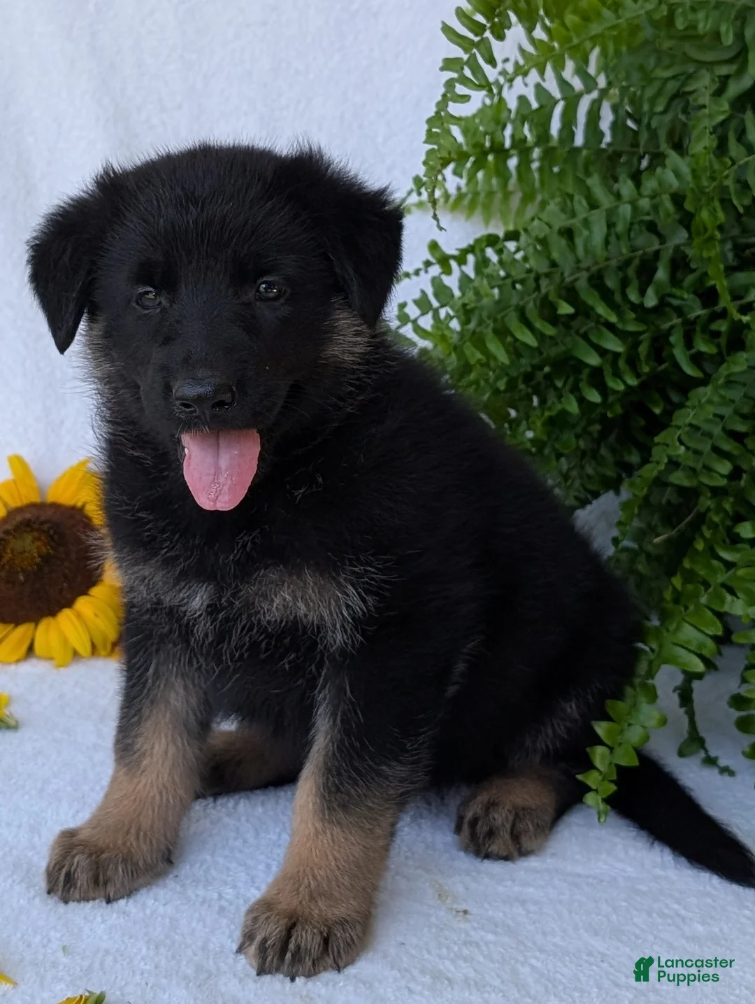 German Shepherd dogs for sale: Dani - Ad 1