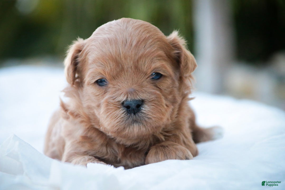 Shihpoo dogs Tommy Shihpoo  - Ad 1