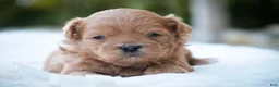 Shihpoo dogs for sale: Tommy Shihpoo  - Ad 1
