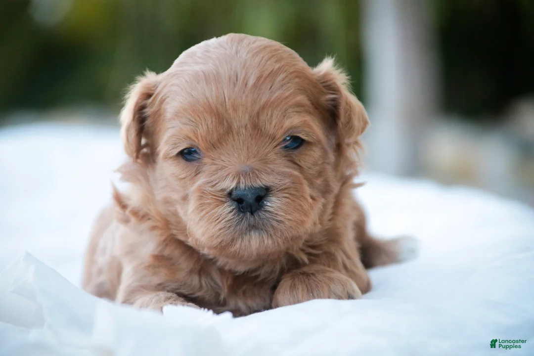 Shihpoo dogs for sale: Tommy Shihpoo  - Ad 1