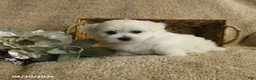 Maltese dogs for sale: Racer - Ad 3