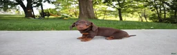 Dachshund dogs for sale: Kobe - Ad 3