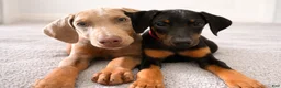 Doberman Pinscher dogs for sale: Rana - Ad 2