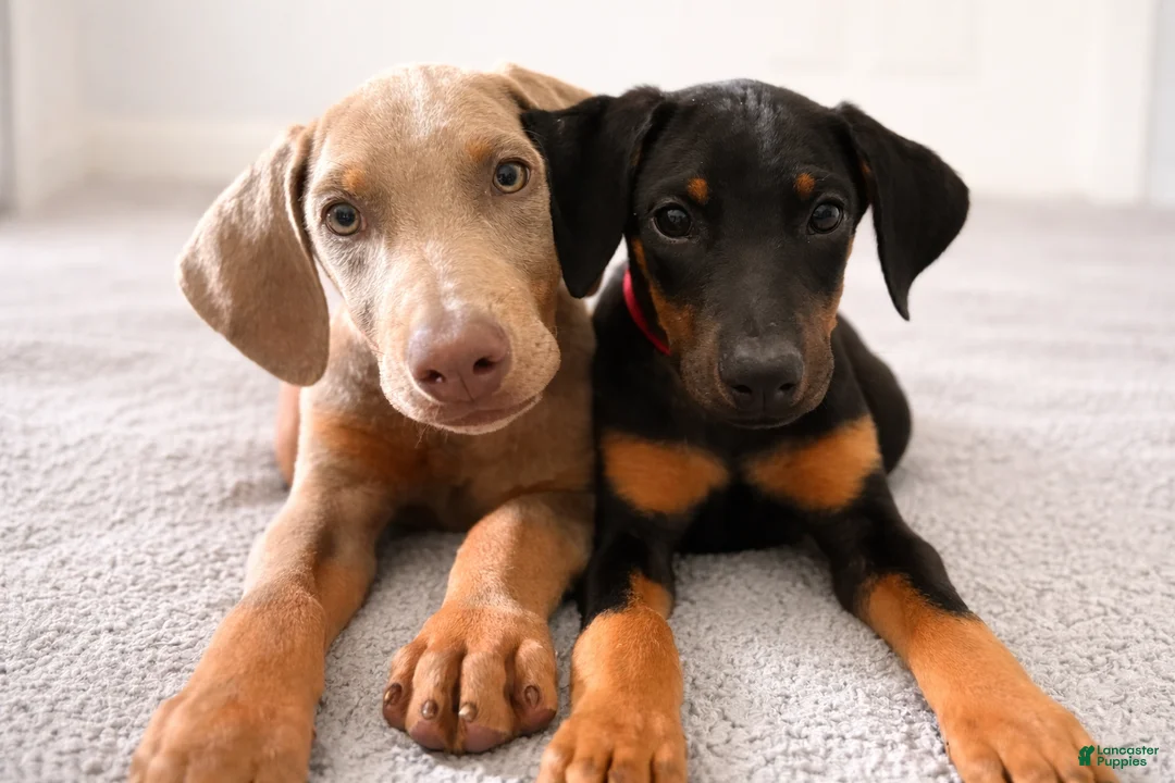 Doberman Pinscher dogs for sale: Rana - Ad 2