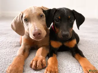 Doberman Pinscher dogs Rana - Ad 35
