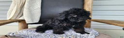 Mini Bernedoodle dogs for sale: Willow - Ad 9