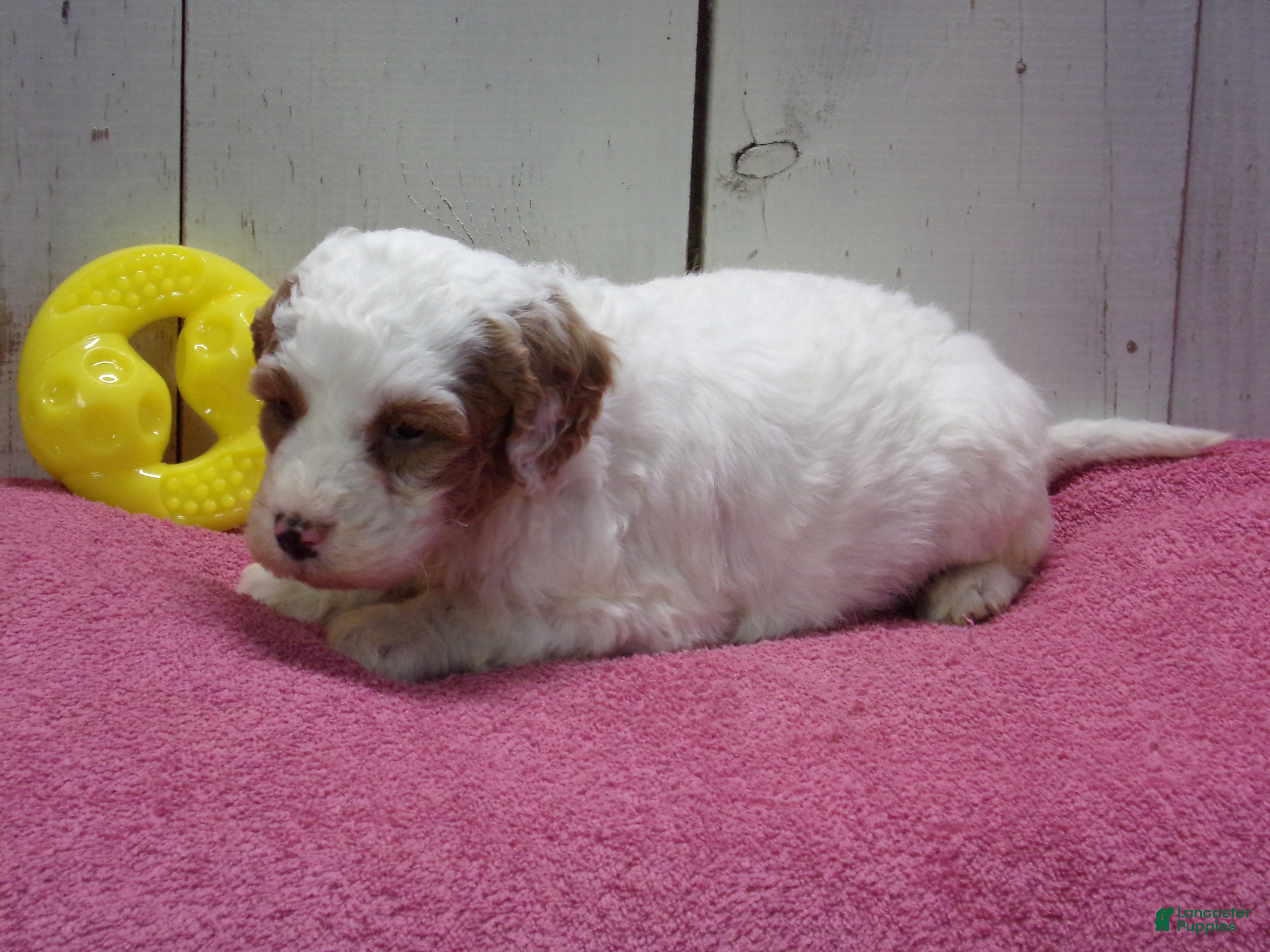 Goldendoodle dogs Harriet - Ad 7