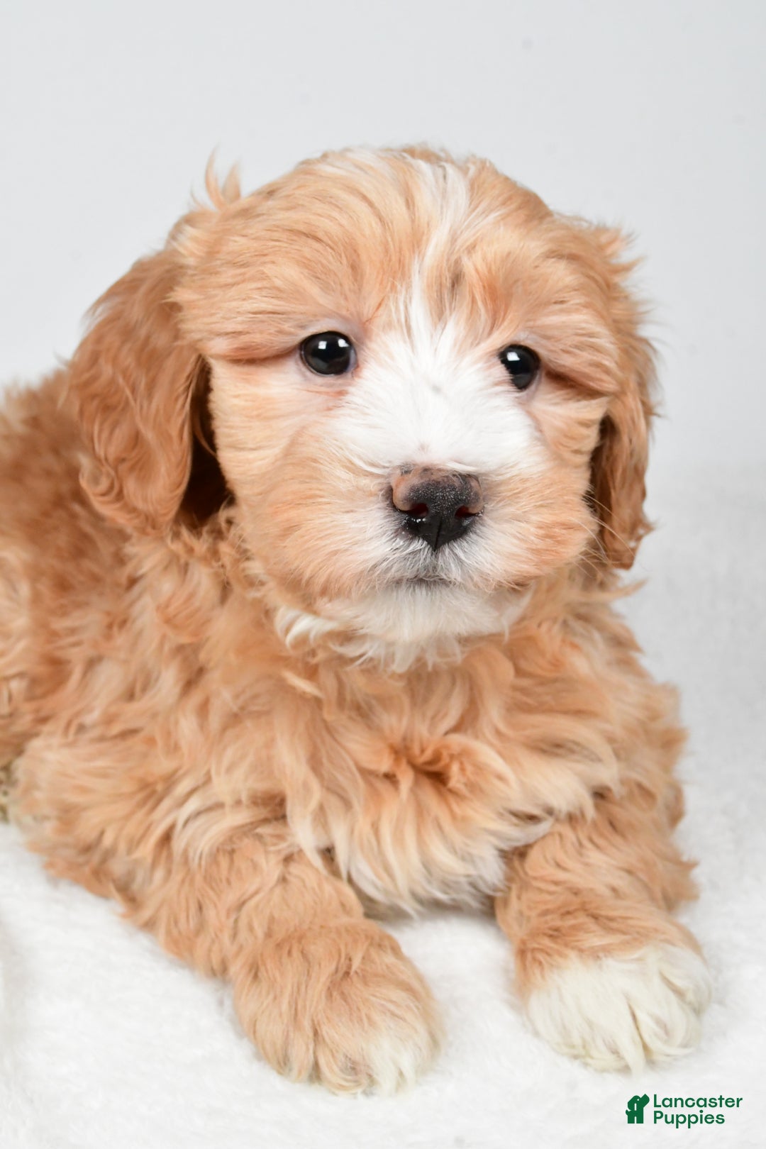 Mini Goldendoodle dogs for sale: Noelle - Ad 5