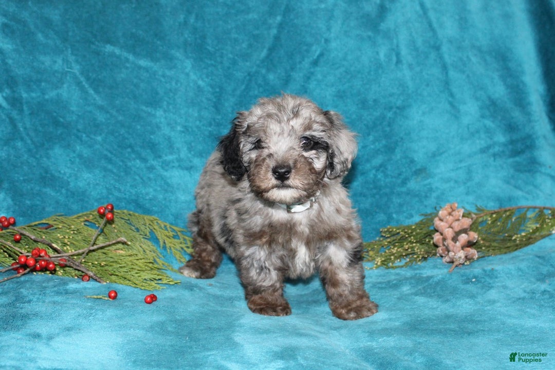 Miniature Poodle dogs for sale: Cuddles - Ad 4