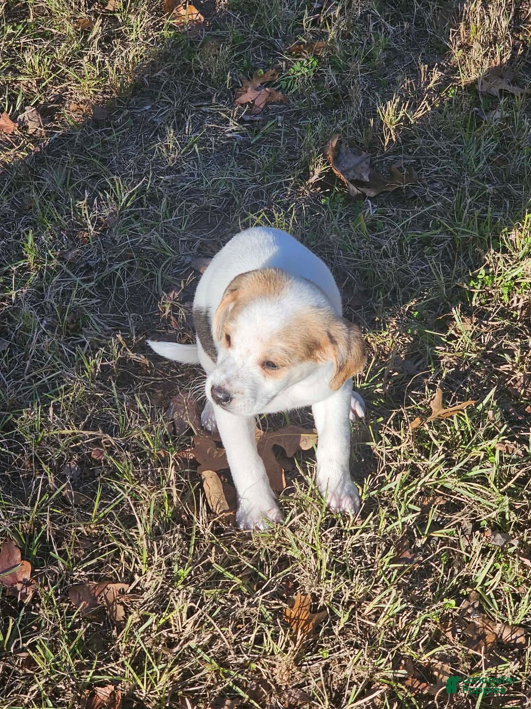 Mixed Breed dogs for sale: Mixed Breed Puppy 1 - Ad 4