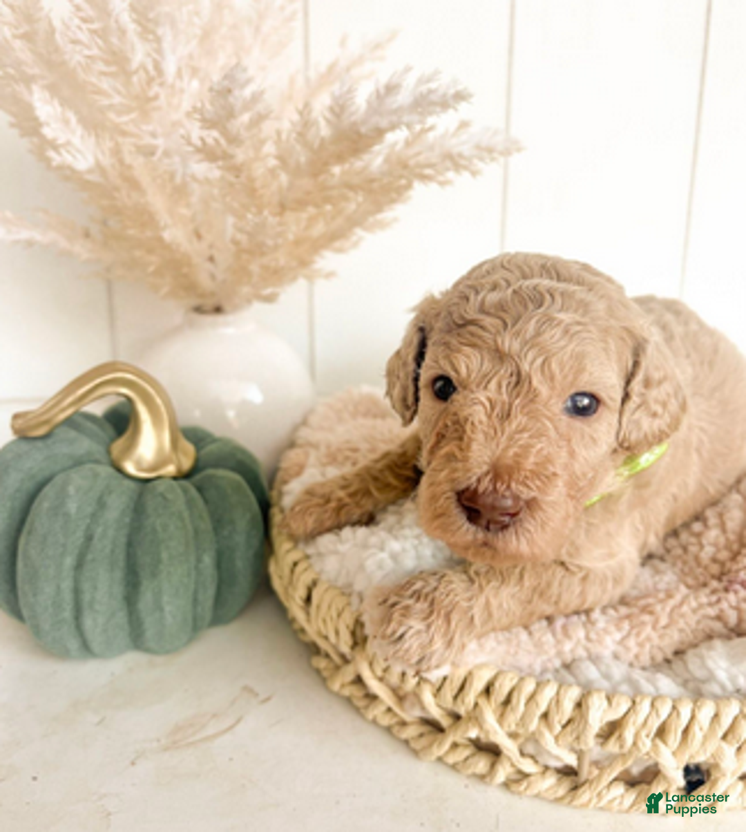 Mini Goldendoodle dogs for sale: Pumpkin - Ad 1