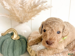 Mini Goldendoodle dogs Pumpkin - Ad 11