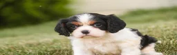 Cavalier King Charles Spaniel dogs for sale: Percy Cavalier King Charles Spaniel  - Ad 3