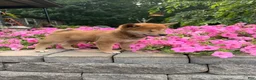Shiba Inu dogs for sale: Shiba Inu 2 - Ad 5