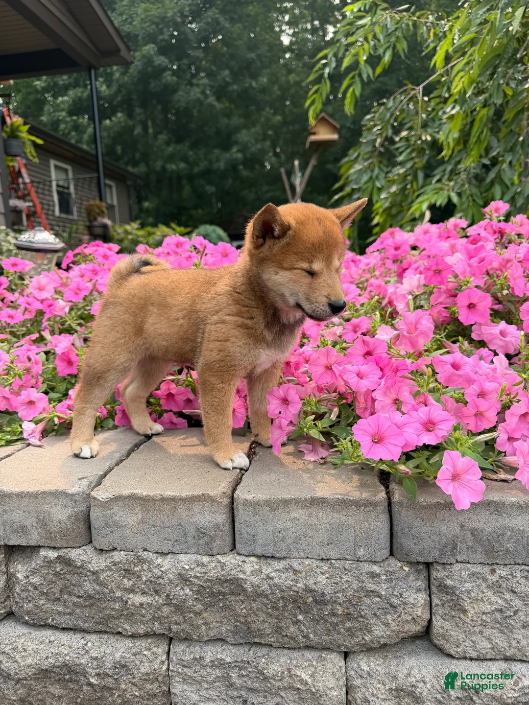 Shiba Inu dogs for sale: Shiba Inu 2 - Ad 5