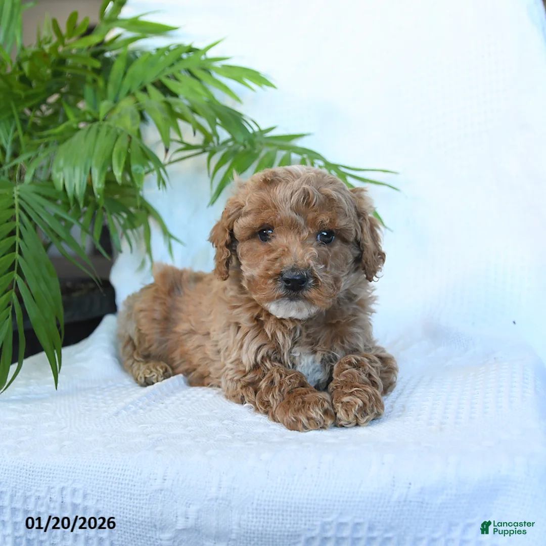 Miniature Poodle dogs for sale: Hero - Ad 2
