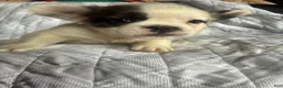 French Bulldog dogs for sale: French Bulldog Puppy 1 (fluffy) - Ad 10