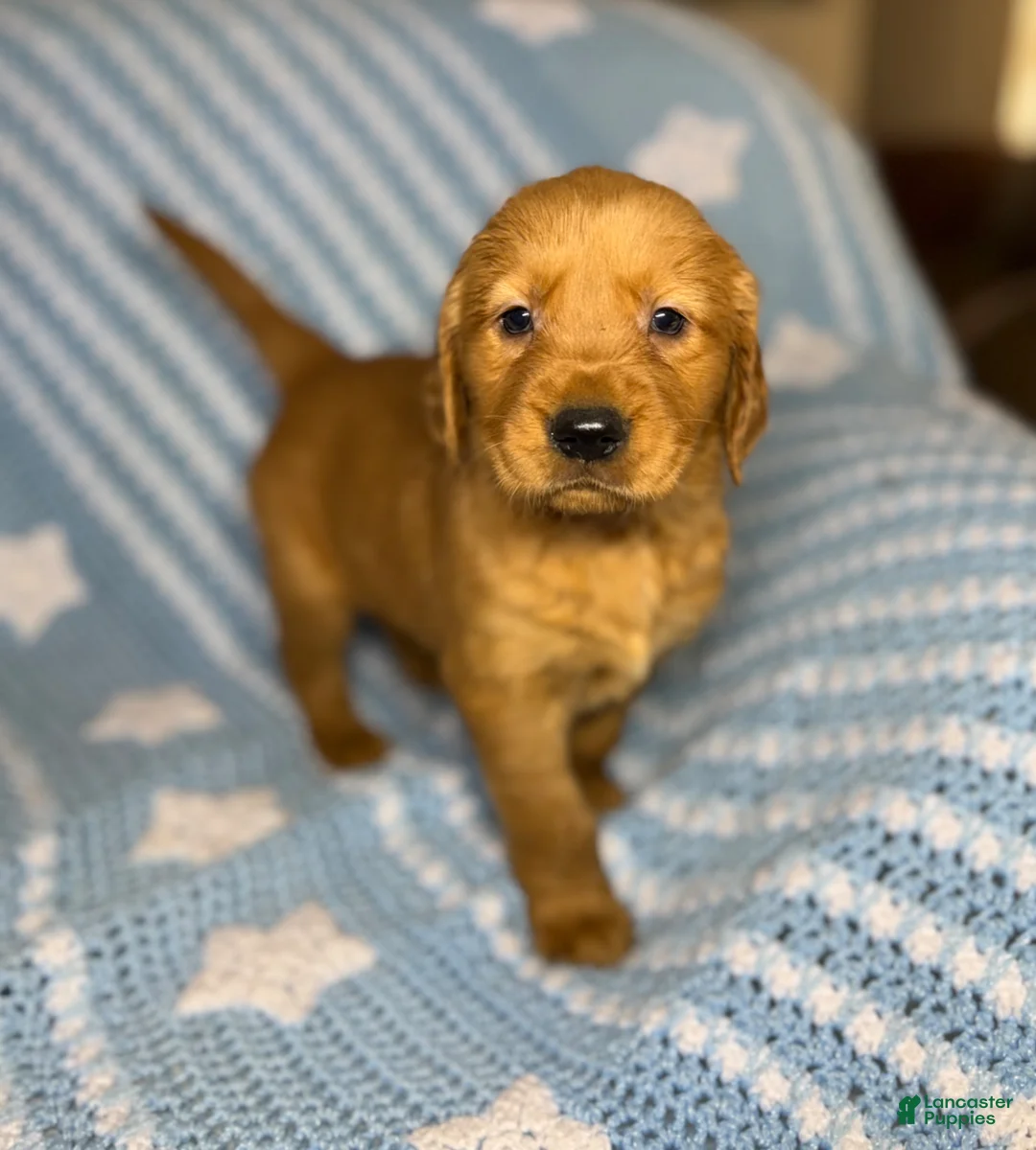 Golden Retriever dogs for sale: Golden Retriever Puppy 1 - Ad 1