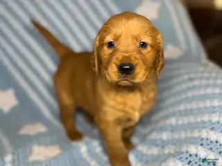 Golden Retriever dogs Golden Retriever Puppy 1 - Ad 38