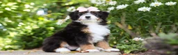 Mini Bernedoodle dogs for sale: LuLu - Ad 7