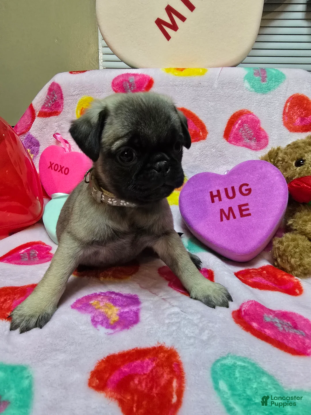 Pug dogs for sale: Maddie - Ad 4