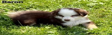 Australian Shepherd 2