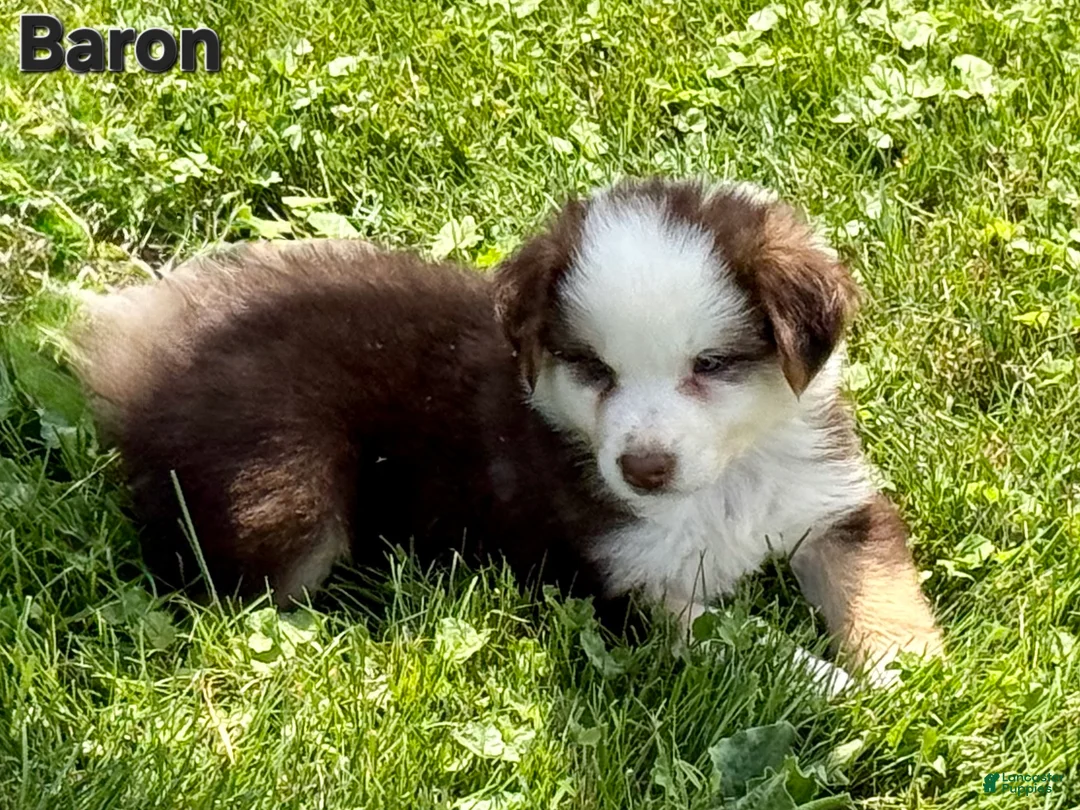 Australian Shepherd dogs for sale: Australian Shepherd 2 - Ad 1
