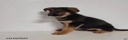 German Shepherd dogs for sale: Barney - Ad 5
