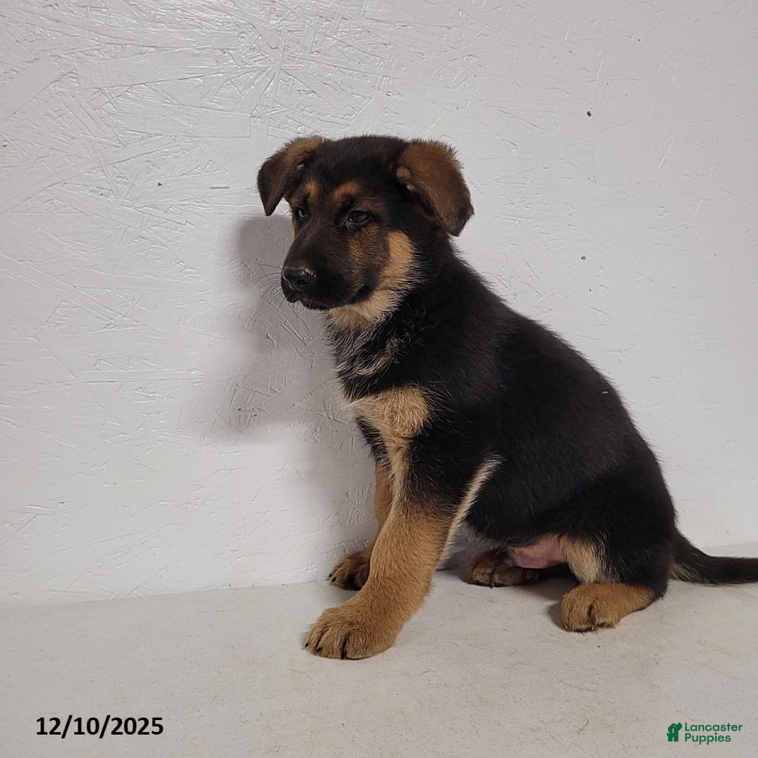 German Shepherd dogs for sale: Barney - Ad 5