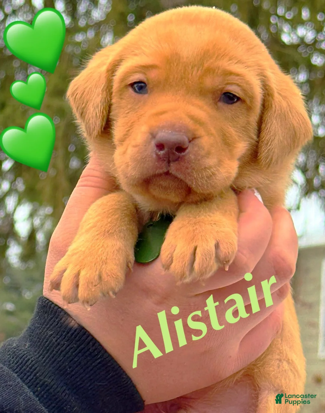 Lakeland Terrier dogs for sale: Labrador retriever - Ad 3