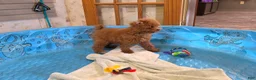 Miniature Poodle dogs for sale: Nancy - Ad 5