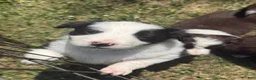 Border Collie dogs for sale: Whitney - Ad 1