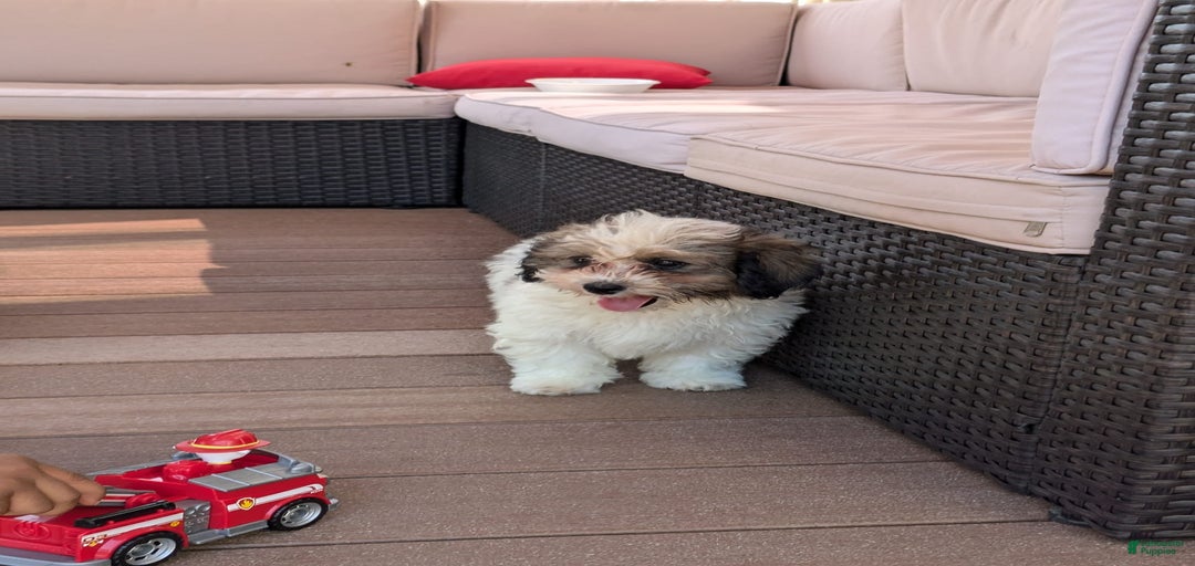 Gallery Image {{count}}