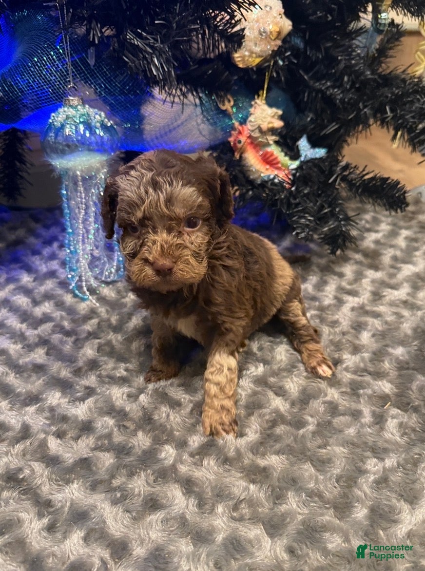 Labradoodle dogs Labradoodle Puppy 4 - Ad 13