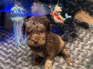 Labradoodle dogs Labradoodle Puppy 4 - Ad 40