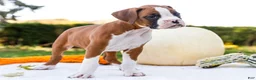 Boxer dogs for sale: Osage Boxer - Ad 4